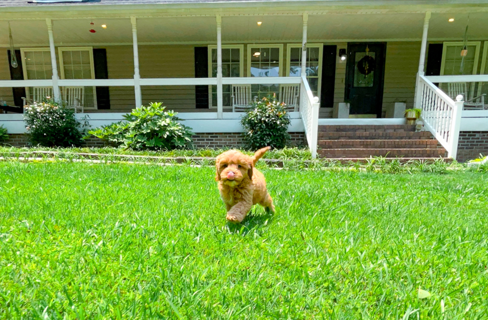 Cavapoo Puppy for Adoption