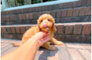 Cavapoo Puppy for Adoption