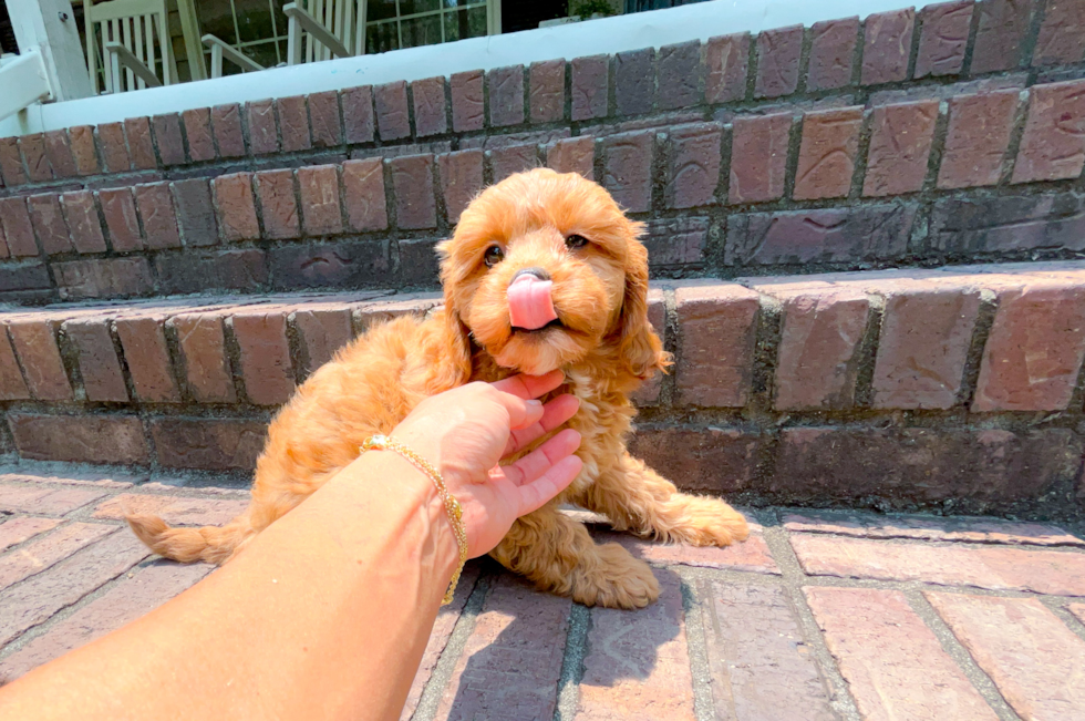 Cavapoo Puppy for Adoption