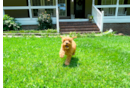 Cavapoo Pup Being Cute