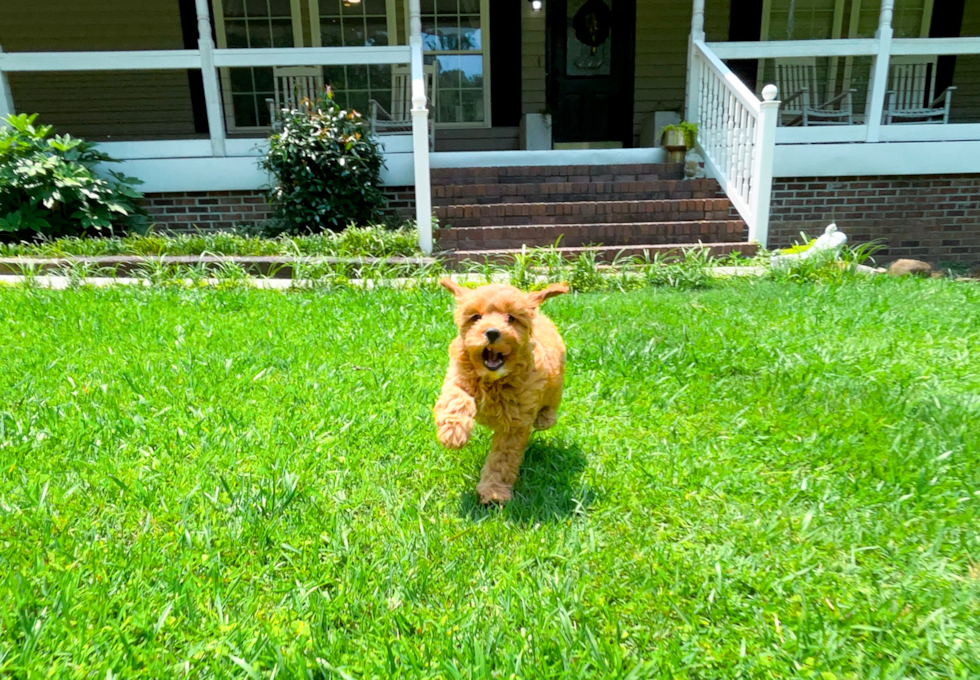 Cavapoo Pup Being Cute