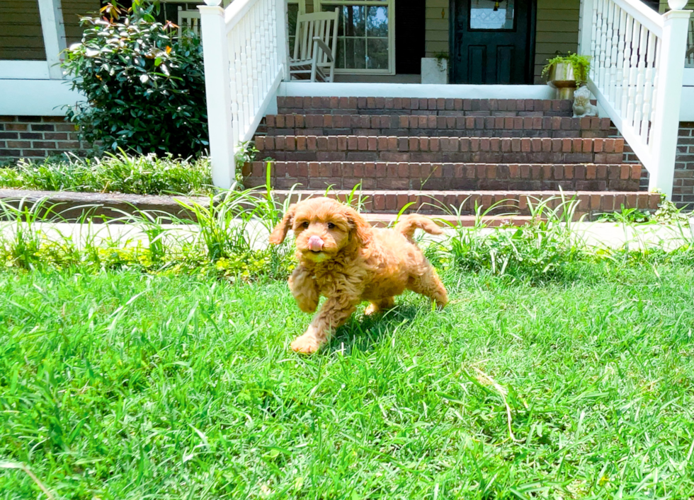Cute Cavapoo Baby