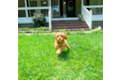 Cavapoo Puppy for Adoption