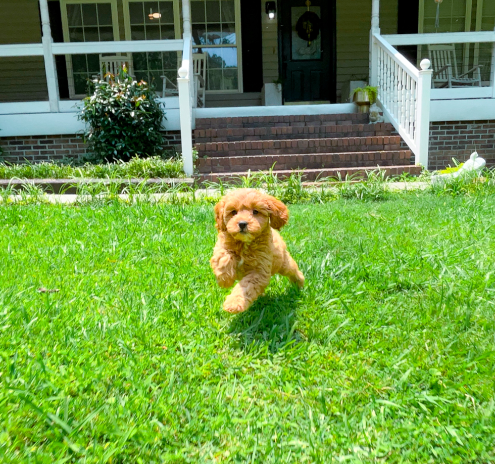 Cavapoo Puppy for Adoption