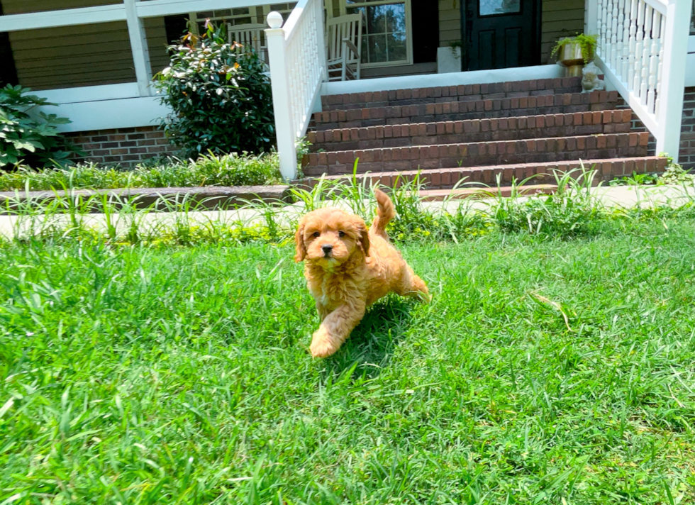 Cute Cavalier King Charles Spaniel and Poodle Mix Poodle Mix Puppy