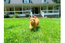 Cute Cavipoo Poodle Mix Puppy