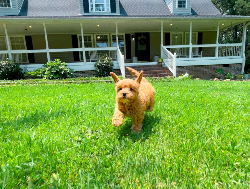 Cute Cavipoo Poodle Mix Puppy