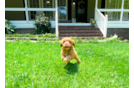 Cavapoo Puppy for Adoption