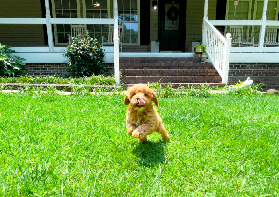 Cavapoo Puppy for Adoption