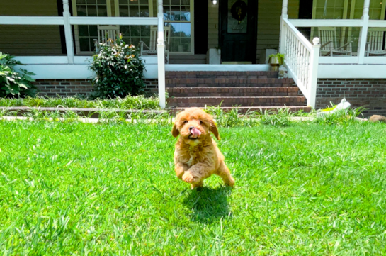 Cavapoo Puppy for Adoption