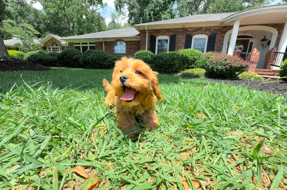 11 week old Cavapoo Puppy For Sale - Simply Southern Pups