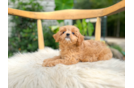 Best Cavapoo Baby