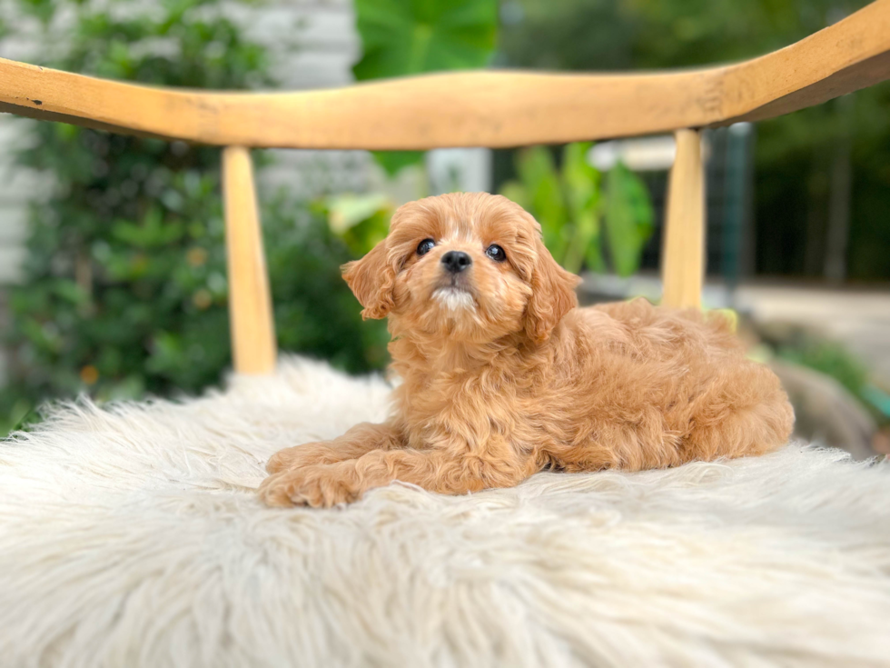 Best Cavapoo Baby