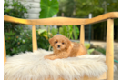 Cute Cavapoo Baby