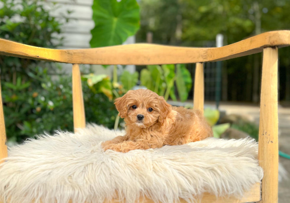 Cute Cavapoo Baby