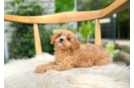 Cute Cavoodle Poodle Mix Puppy