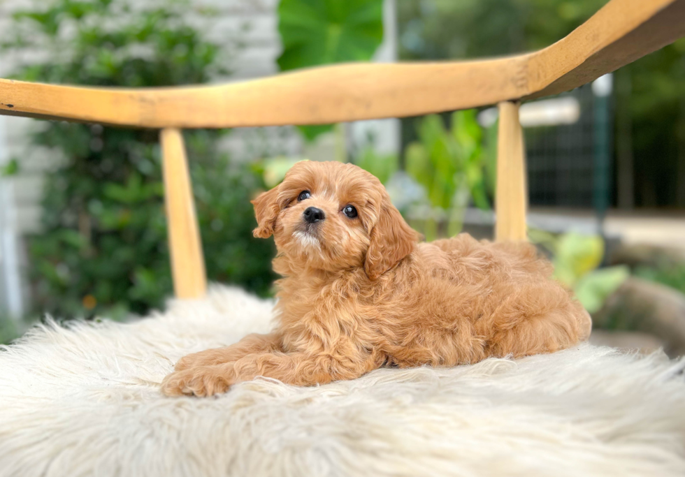 Cute Cavoodle Poodle Mix Puppy