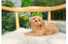 Best Cavapoo Baby