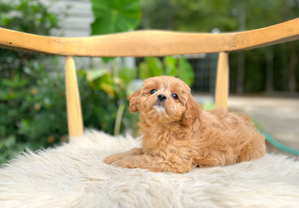 Best Cavapoo Baby