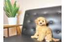 Cute Cavapoo Poodle Mix Pup