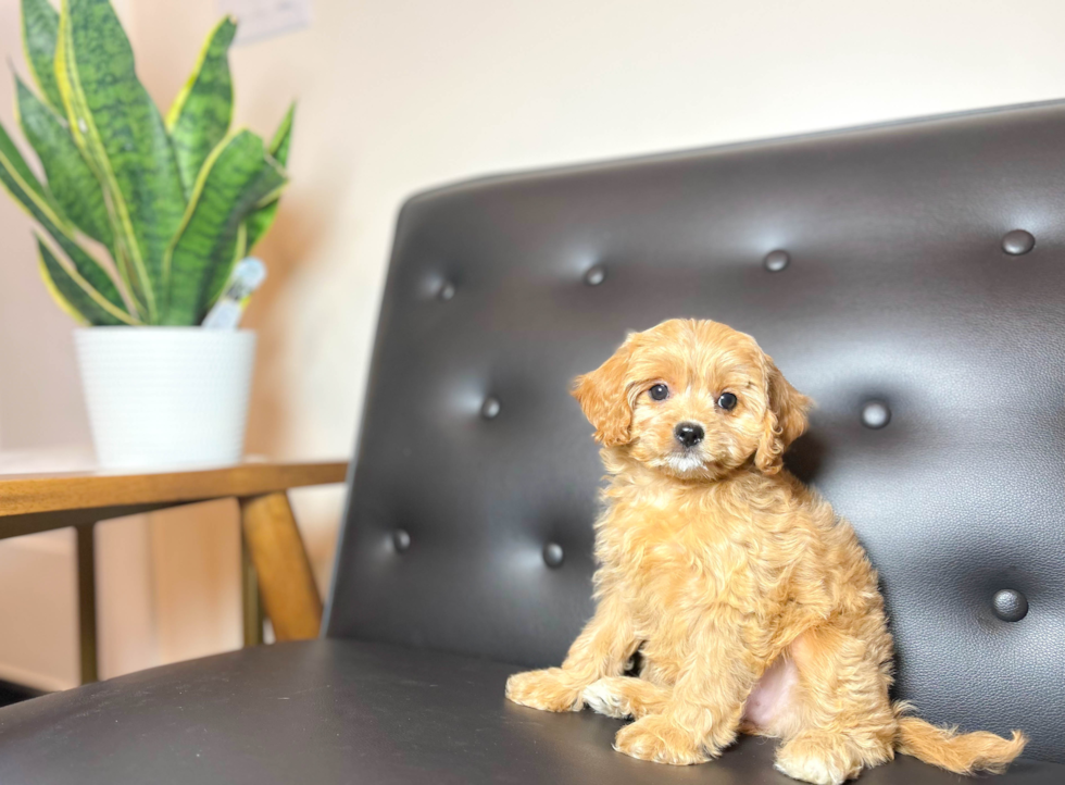 Cute Cavapoo Poodle Mix Pup