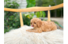 Cute Cavadoodle Poodle Mix Puppy