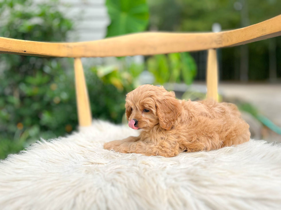 Cute Cavadoodle Poodle Mix Puppy