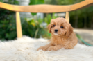 Best Cavapoo Baby