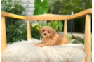 Cute Cavadoodle Poodle Mix Puppy