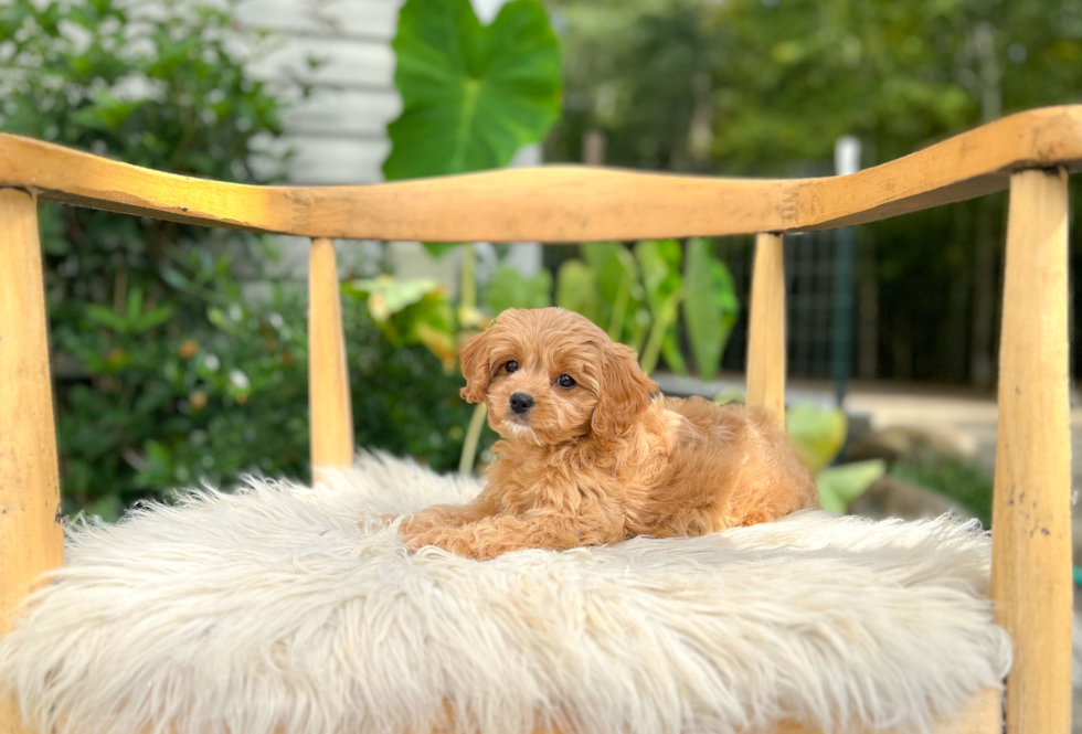 Cute Cavadoodle Poodle Mix Puppy