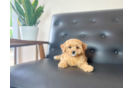 Cavapoo Puppy for Adoption