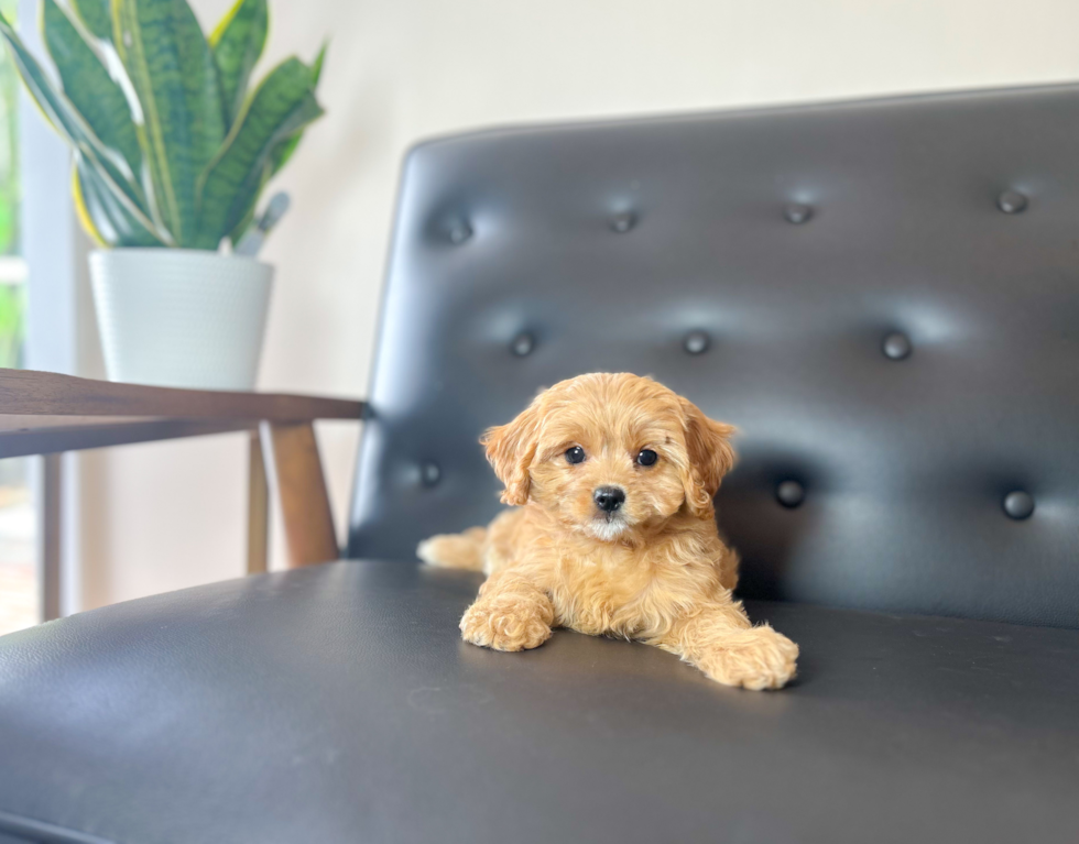 Cavapoo Puppy for Adoption