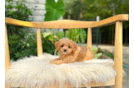 Cute Cavapoo Baby