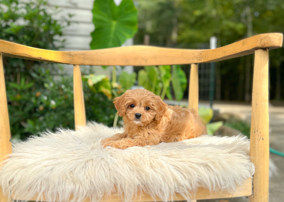 Cute Cavapoo Baby