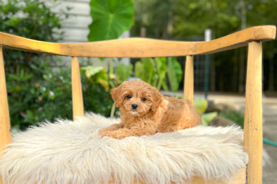 Cute Cavapoo Baby