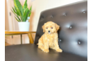 Best Cavapoo Baby