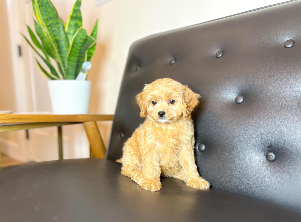 Best Cavapoo Baby