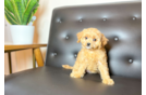 Cavapoo Puppy for Adoption