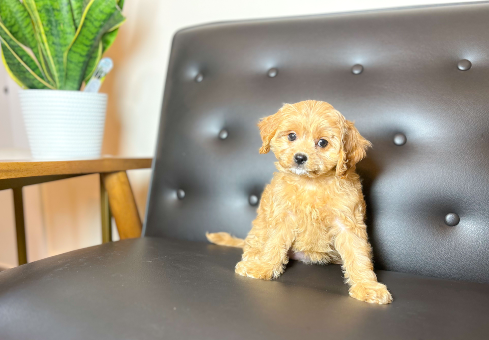 Cavapoo Puppy for Adoption