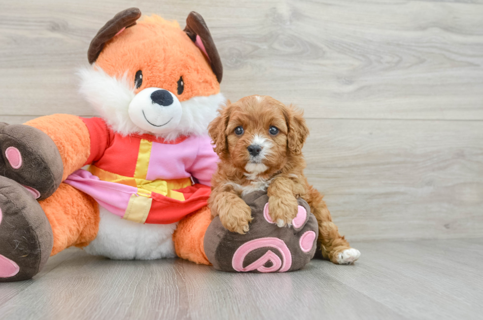 5 week old Cavapoo Puppy For Sale - Simply Southern Pups