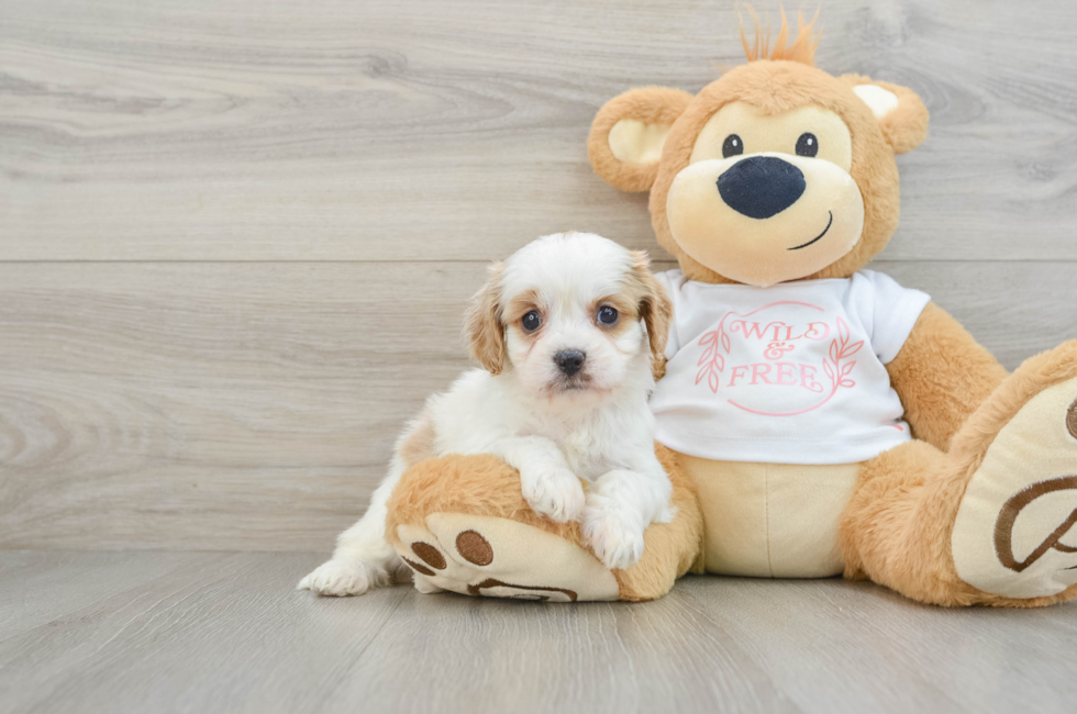 6 week old Cavapoo Puppy For Sale - Simply Southern Pups