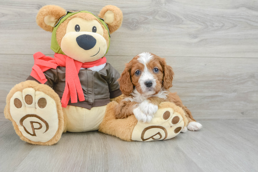 Cavapoo Pup Being Cute