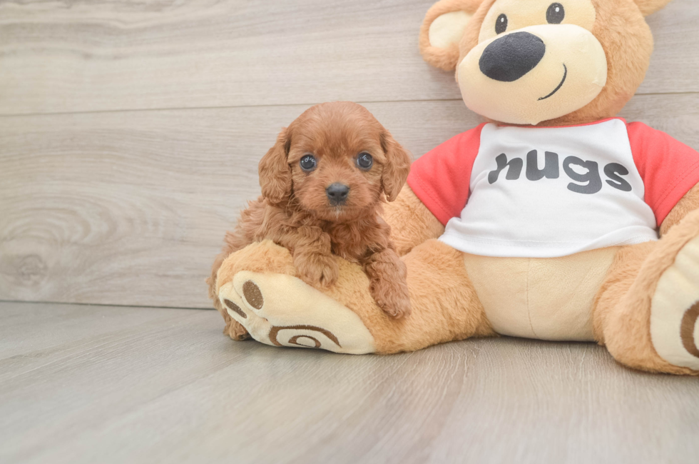 6 week old Cavapoo Puppy For Sale - Simply Southern Pups