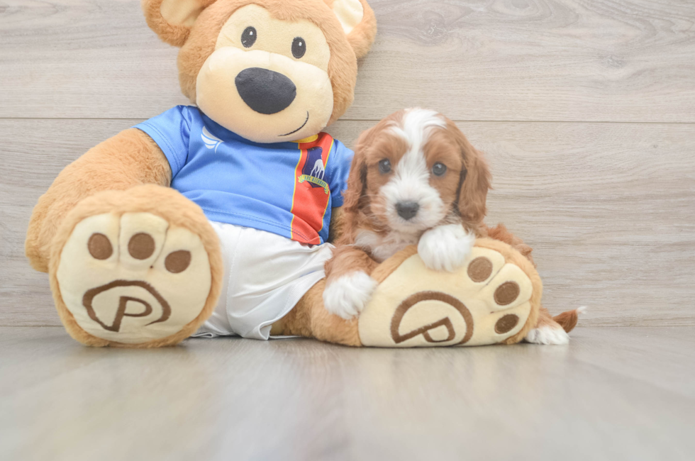 6 week old Cavapoo Puppy For Sale - Simply Southern Pups