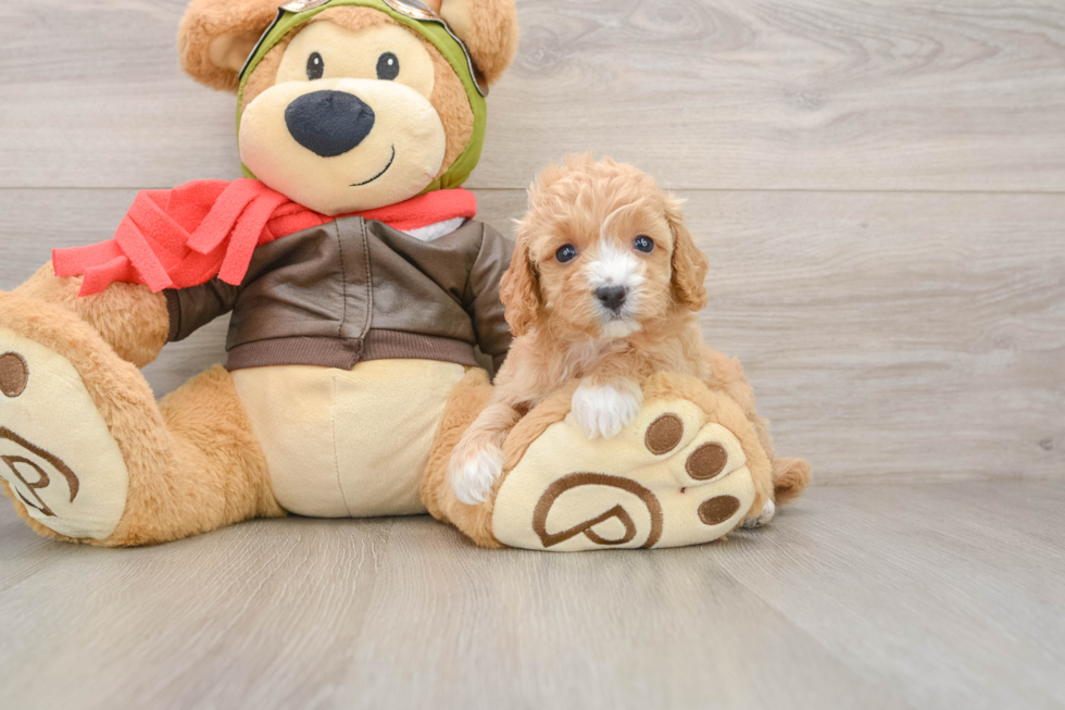 Cavapoo Pup Being Cute