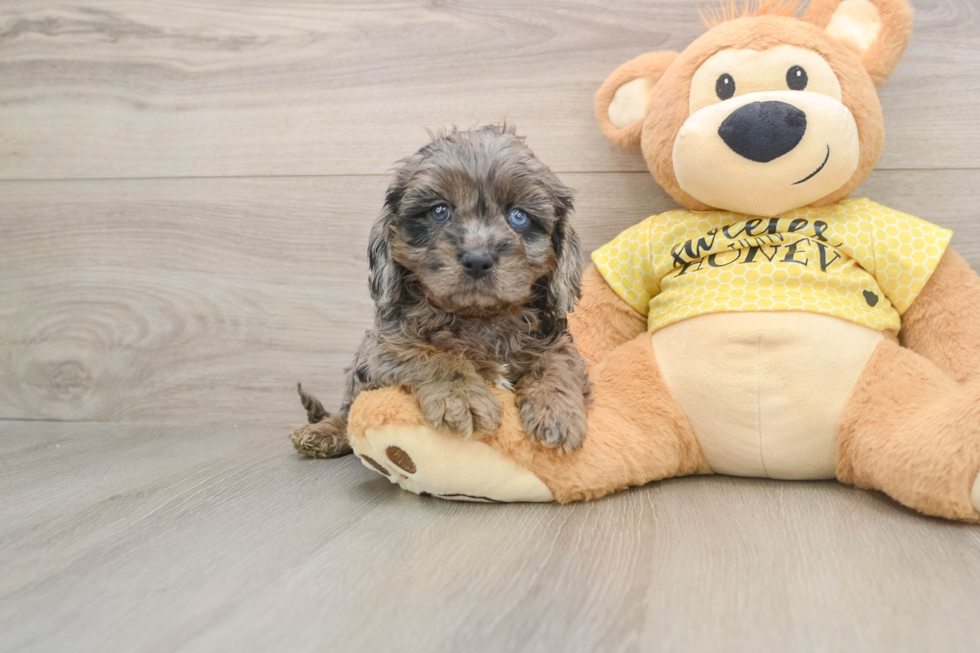 Little Cavipoo Poodle Mix Puppy