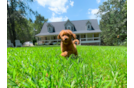 Best Cavapoo Baby