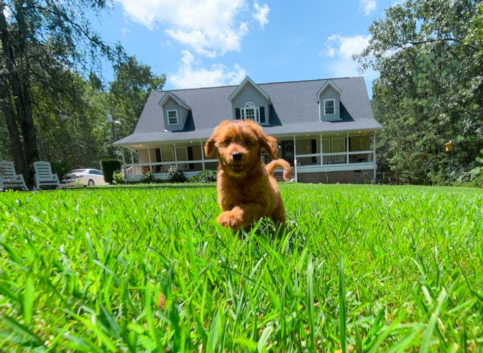 Best Cavapoo Baby
