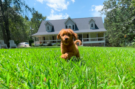 Best Cavapoo Baby