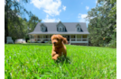 Cute Cavapoo Poodle Mix Pup